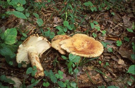 Mandel-Täubling (Russula grata) - © Helmut Pidlich-Aigner